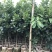 泰国青皮红心柚、双季开花结果