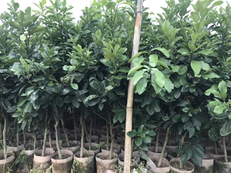 泰国青皮红心柚、双季开花结果