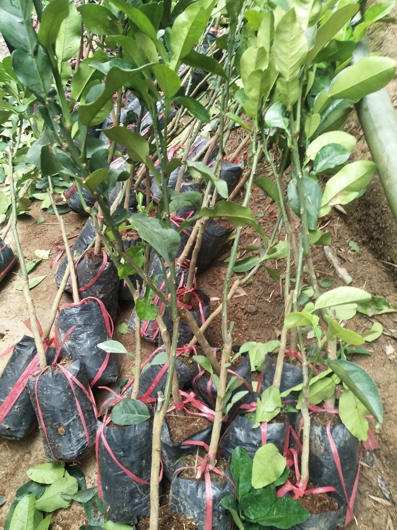 泰国青皮红心柚、双季开花结果