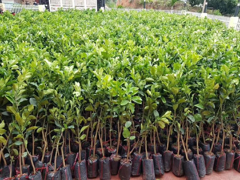 泰国青皮红心柚、双季开花结果