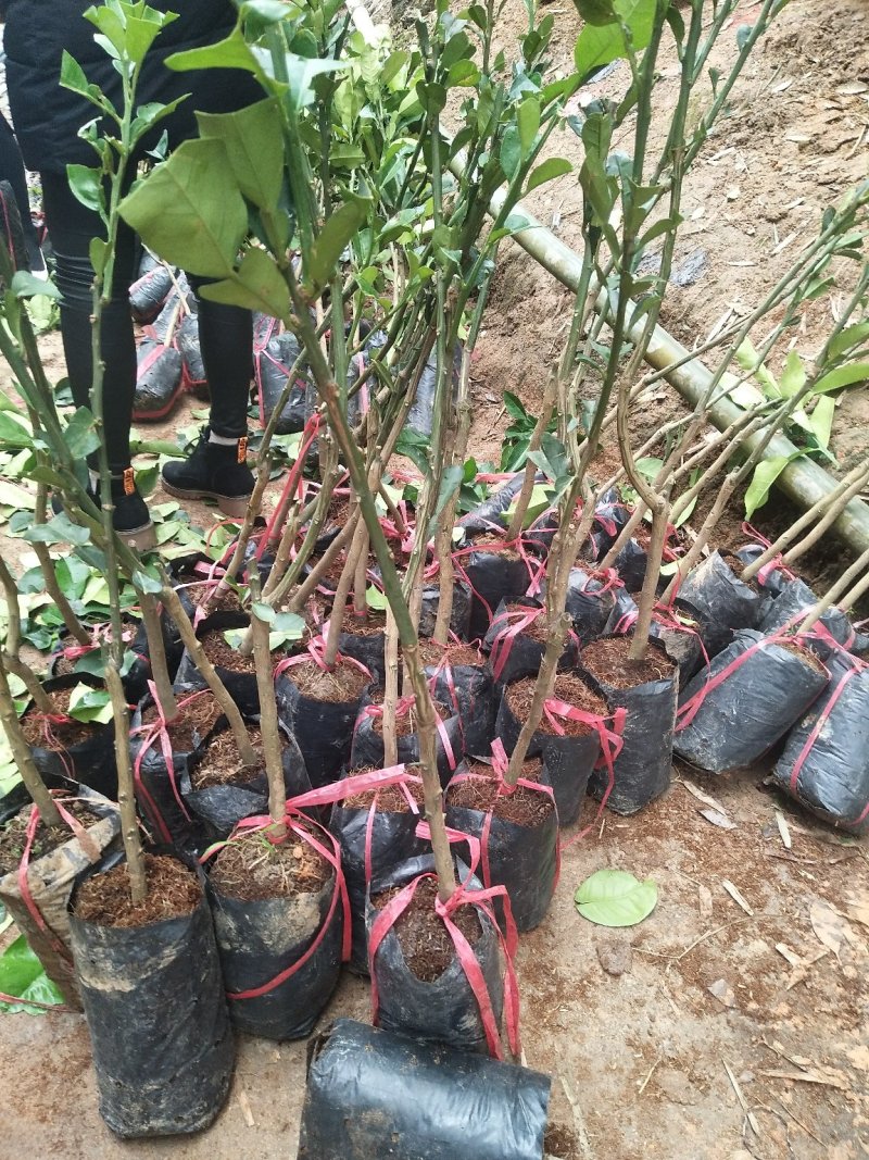 泰国青皮红心柚、双季开花结果