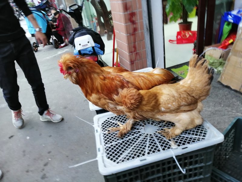 北京油鸡苗出壳苗，厂家一手货源，出壳必打疫苗