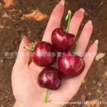 产地直销，代办，代收露天大樱桃