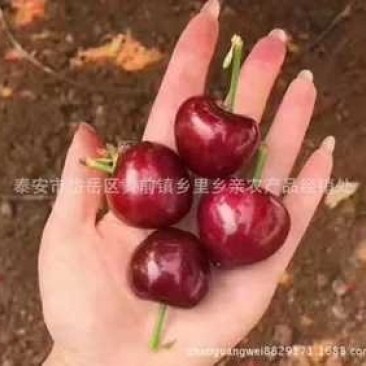 产地直销，代办，代收露天大樱桃