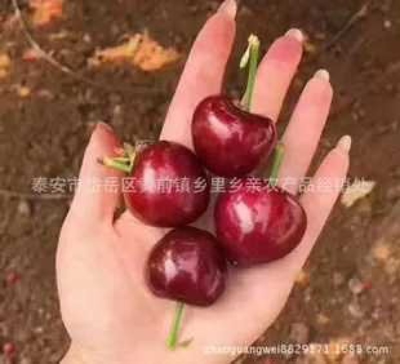 产地直销，代办，代收露天大樱桃