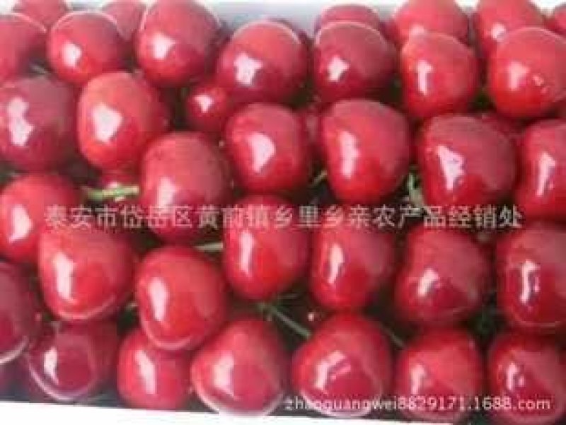 产地直销，代办，代收露天大樱桃