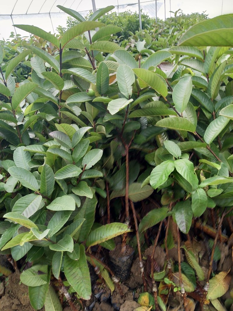 种苗