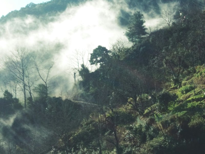 山绿茶野生茶叶牙包生茶