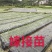 三红密柚苗红心密柚苗嫁接苗红肉密柚