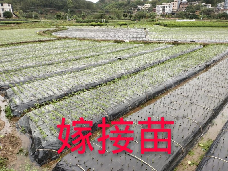 三红密柚苗红心密柚苗嫁接苗红肉密柚