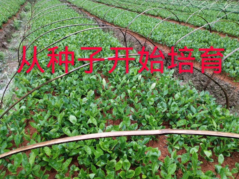 三红密柚苗红心密柚苗嫁接苗红肉密柚