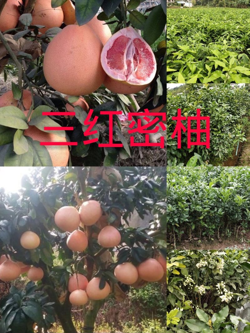 三红密柚苗红心密柚苗嫁接苗红肉密柚