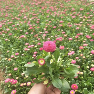 精品雏菊基地大量现货供应