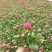 精品雏菊基地大量现货供应
