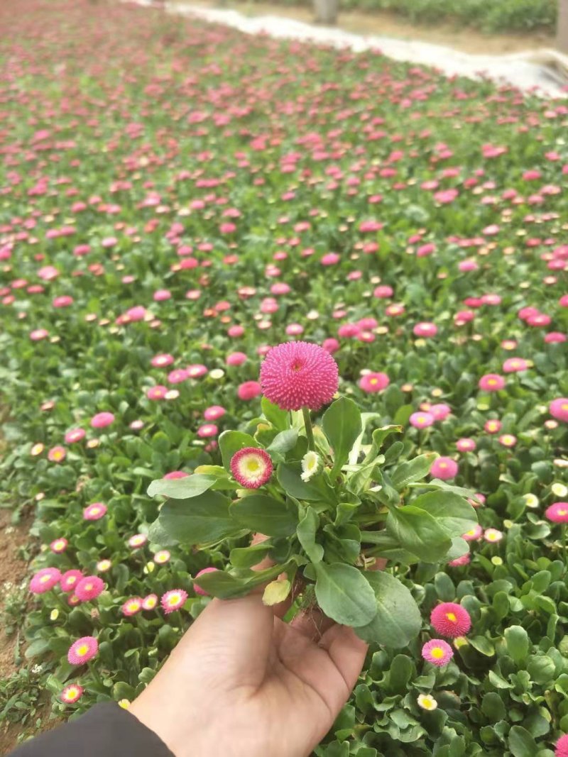 精品雏菊基地大量现货供应