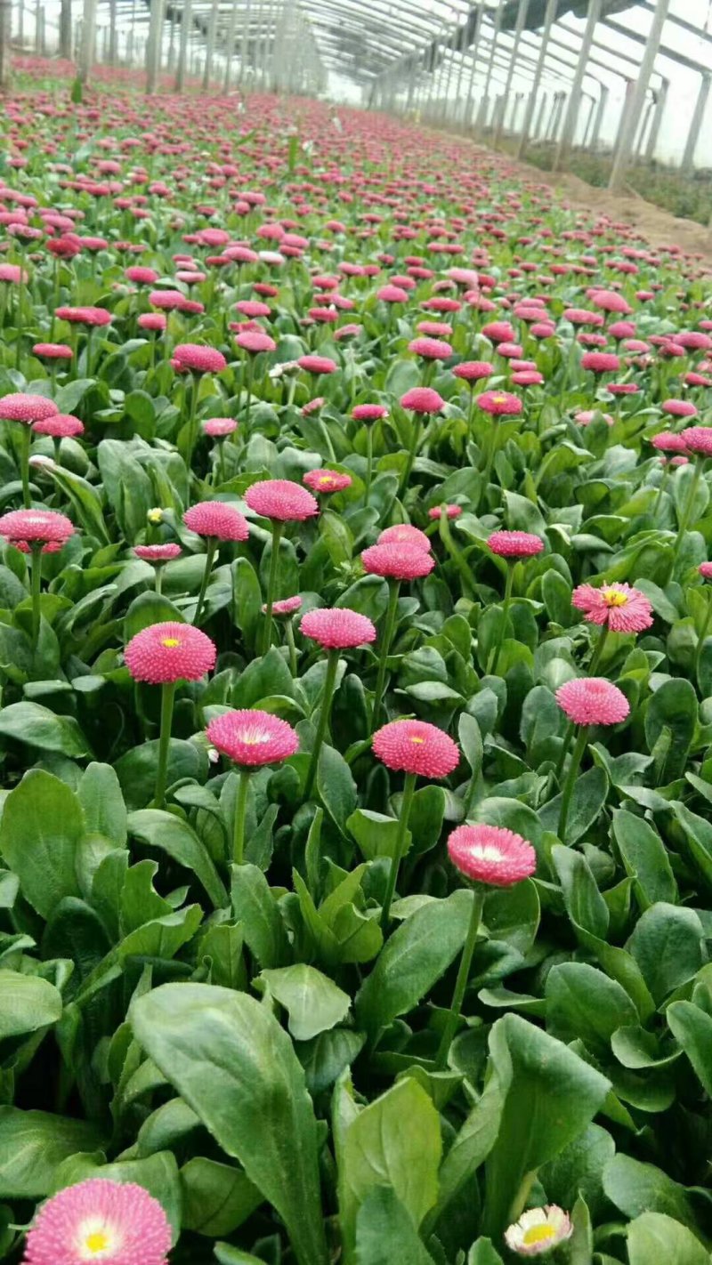 精品雏菊基地大量现货供应