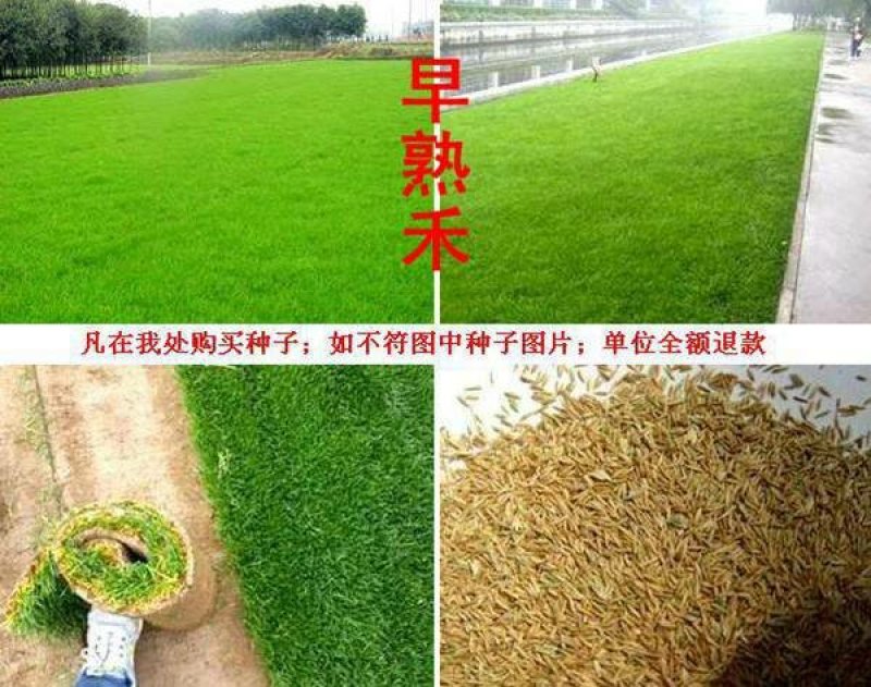 早熟禾种子