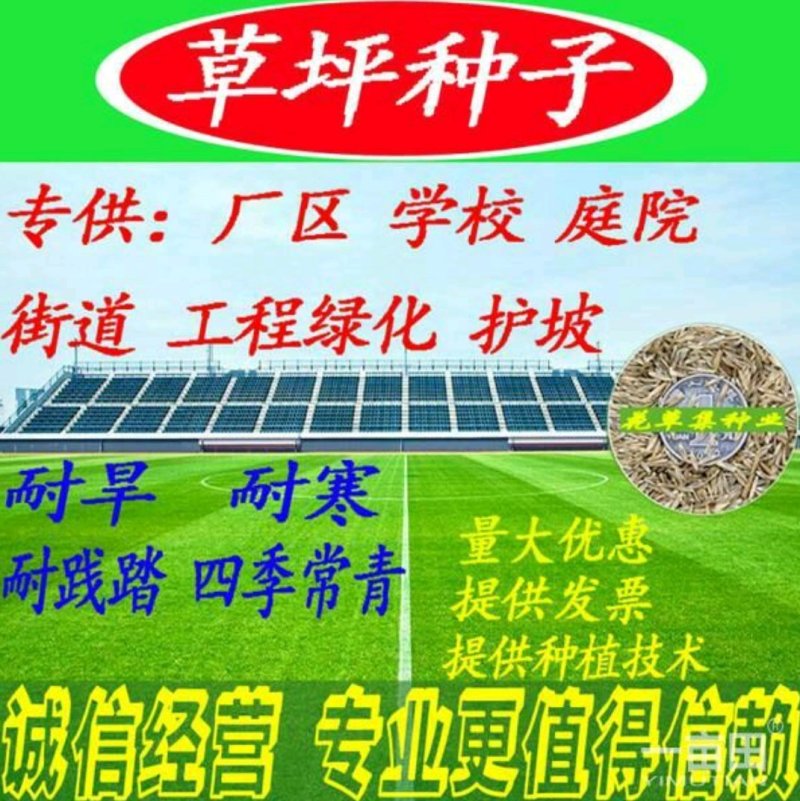 早熟禾种子