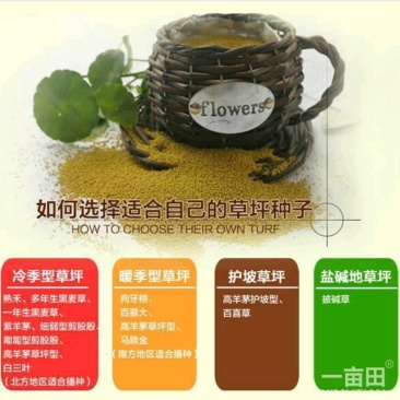 百喜草种子