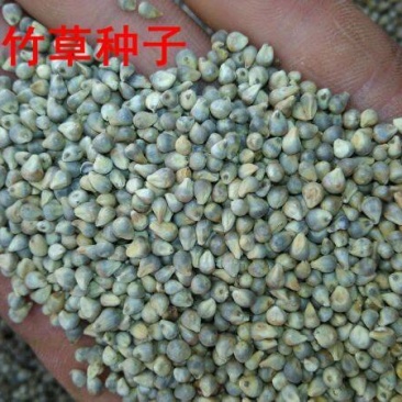 皇竹草种子