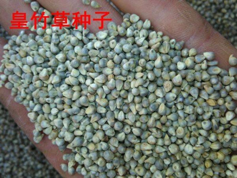 皇竹草种子