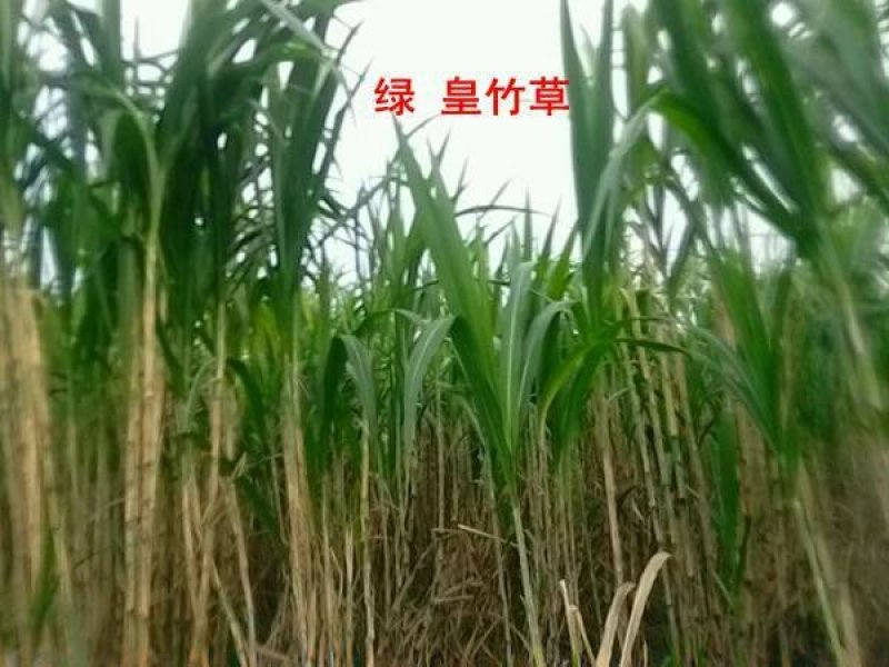 皇竹草质量保障
