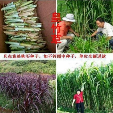 皇竹草质量保障