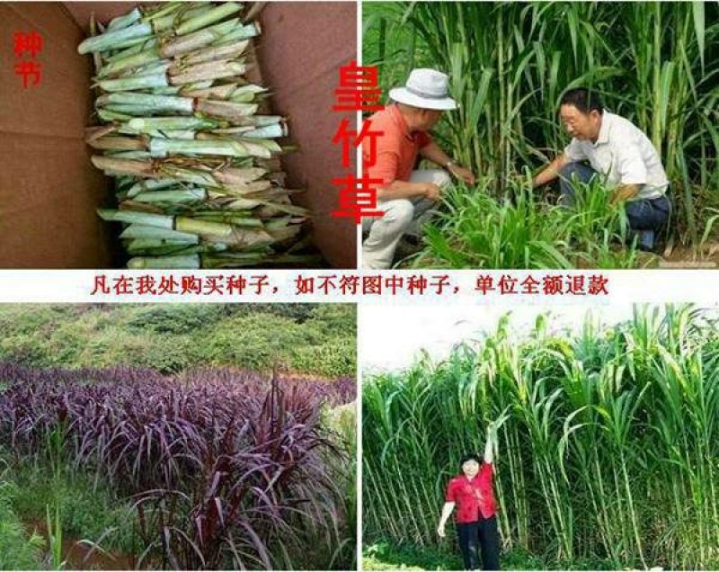 皇竹草质量保障