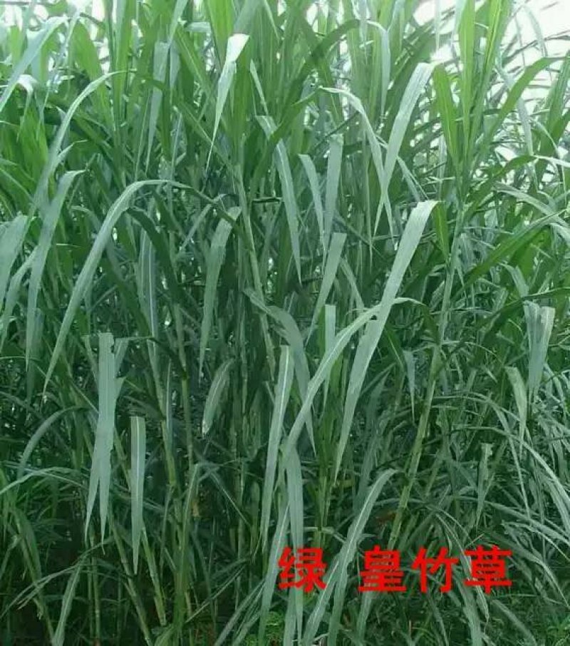 皇竹草质量保障