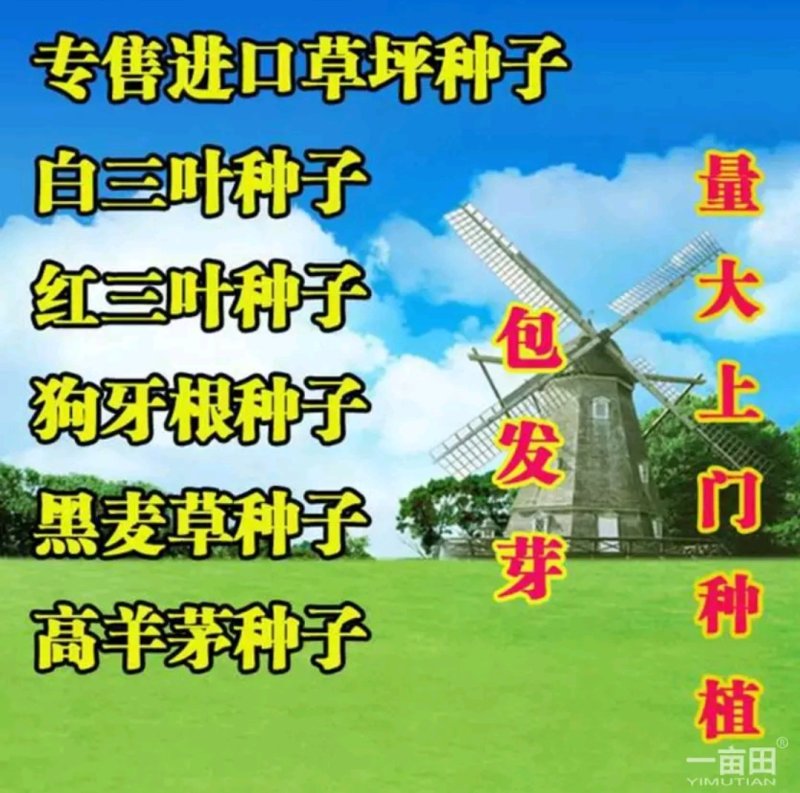 狼尾草种子