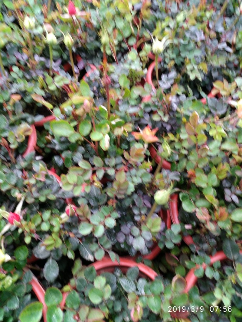 月季花