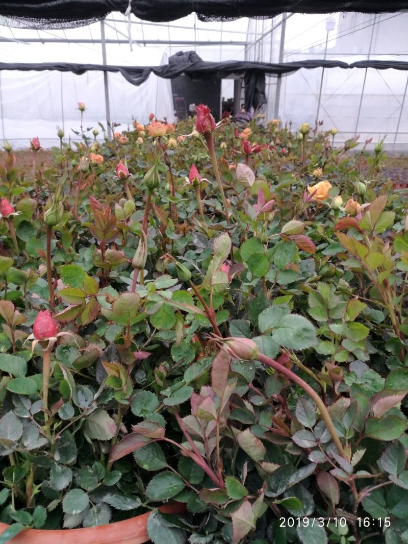 月季花