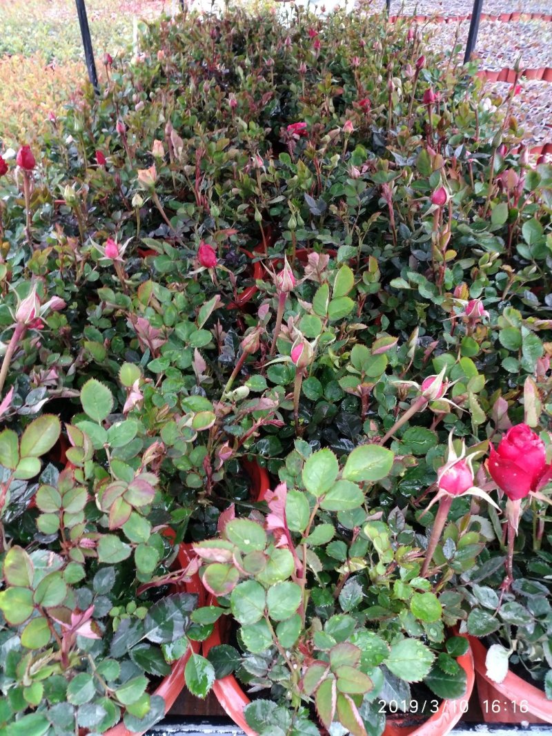 月季花