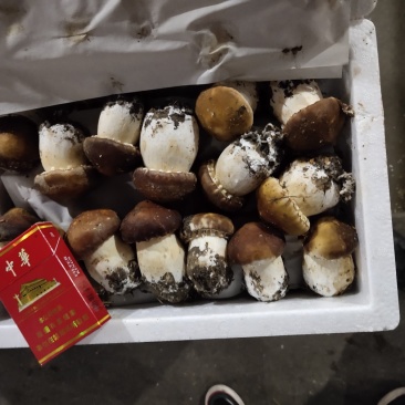 长年供应，5到8厘米，品质保证，供应全国
