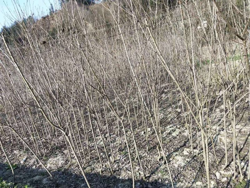 日本樱花，当年苗，裸根截杆