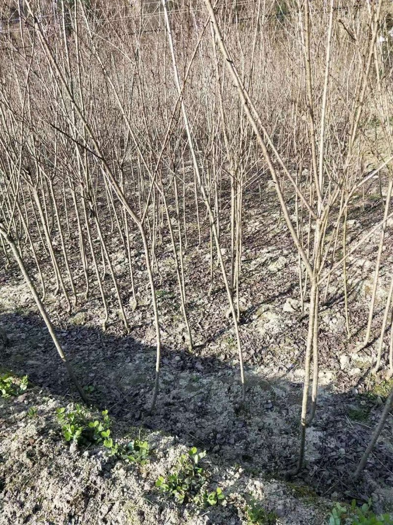 日本樱花，当年苗，裸根截杆