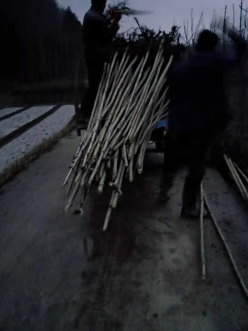 七叶树各种规格都有货