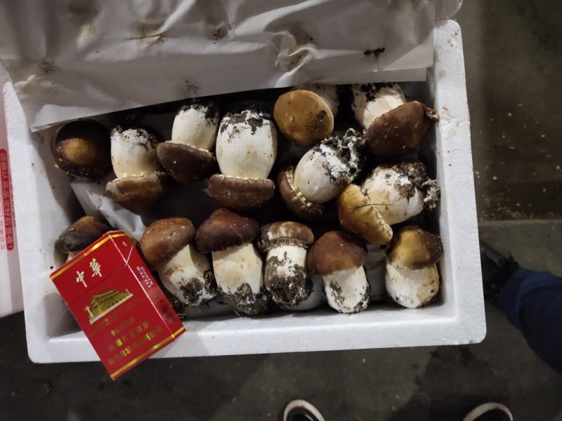大球盖，金耳，羊肚菌，玉皇磨