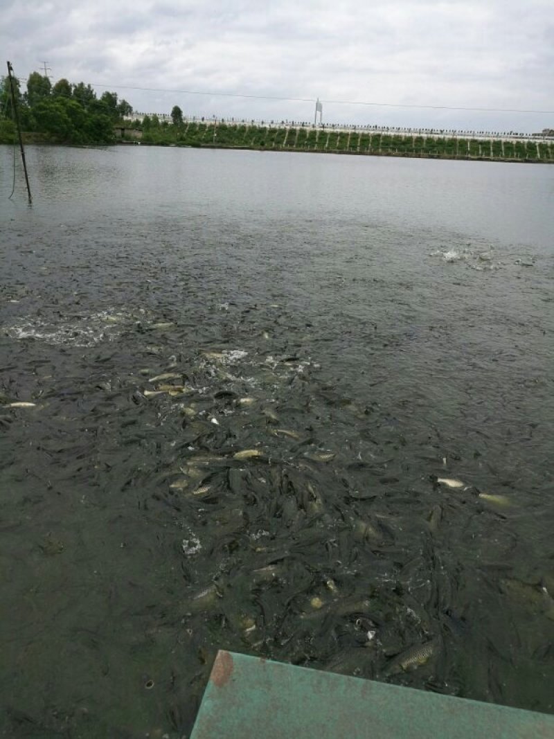 黑鱼，各种规格黑鱼量大可免费送货。基地直供