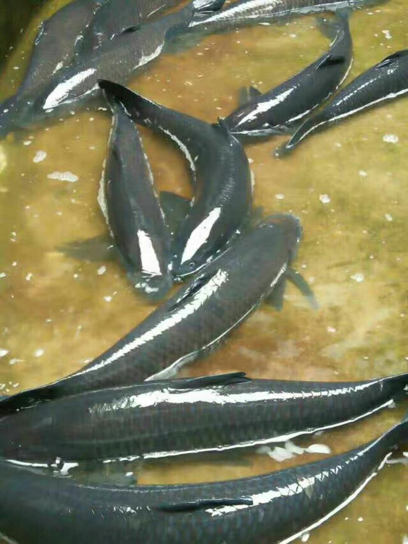 黑鱼，各种规格黑鱼量大可免费送货。基地直供