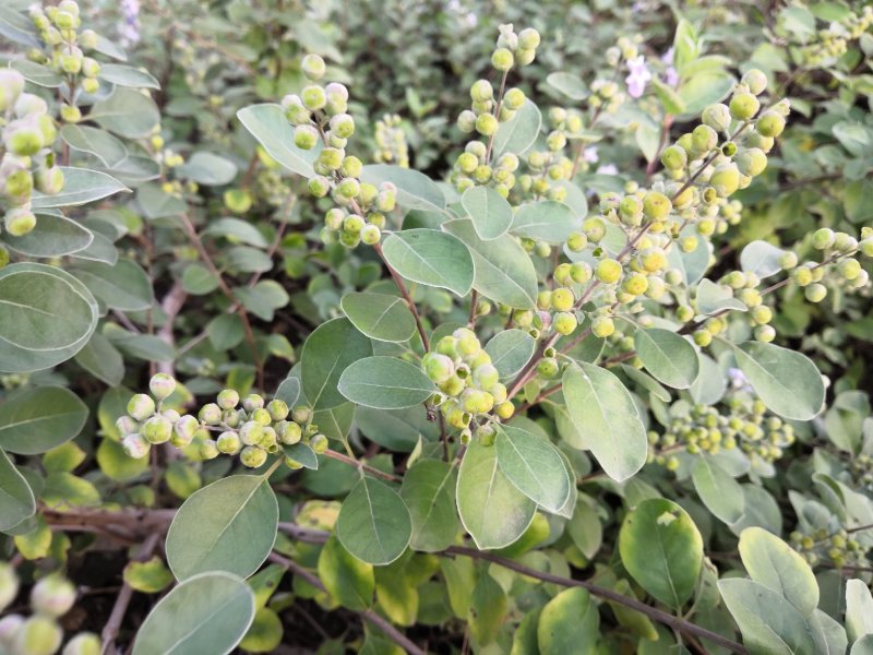 蔓荆子苗