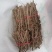 蔓荆子苗