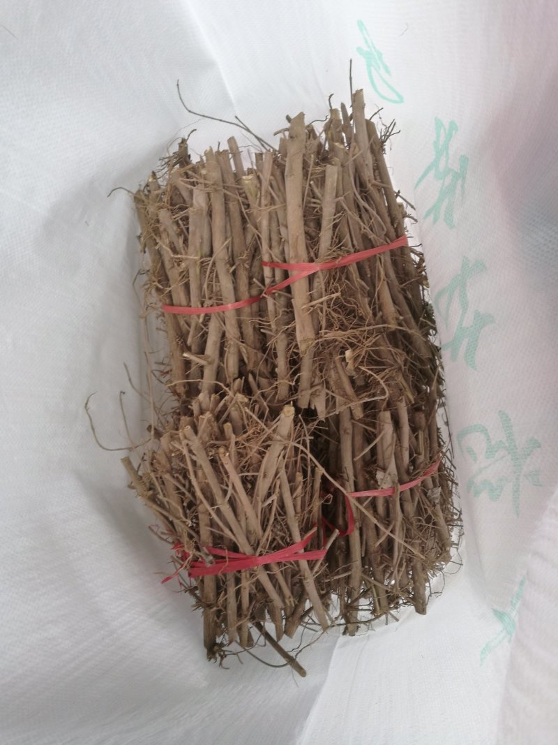 蔓荆子苗