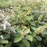 蔓荆子苗