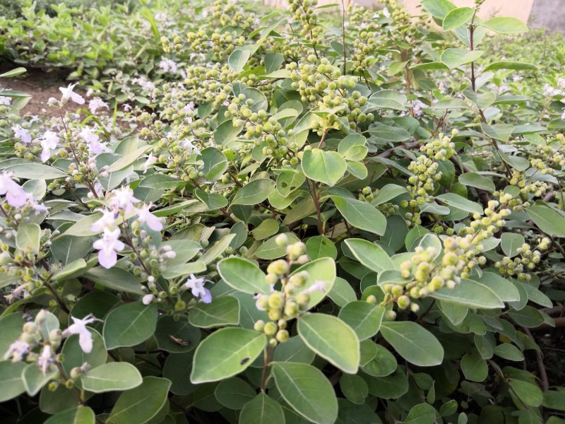 蔓荆子苗