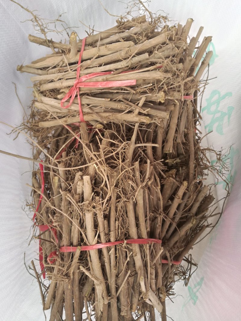 蔓荆子苗