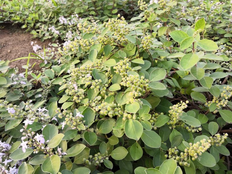 蔓荆子苗