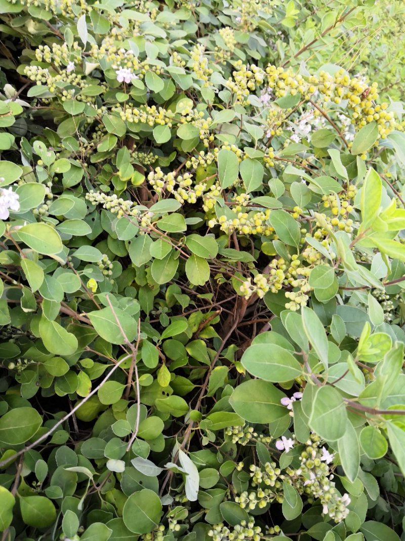 蔓荆子苗