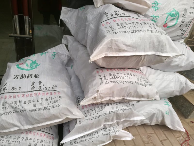 蔓荆子苗