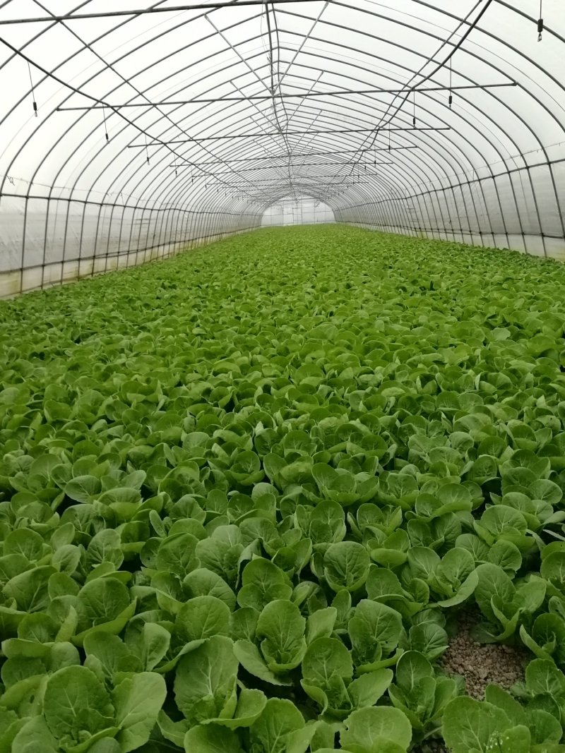 精品杭白菜常年供应产地直供精品常年供应保证质量